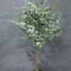 "Fresh and clean plants" Specification image